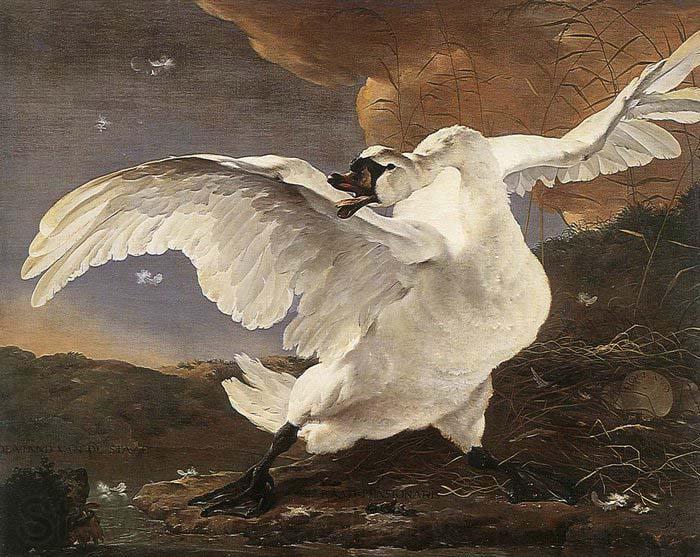ASSELYN, Jan The Threatened Swan before 1652 France oil painting art